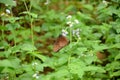 The brown color butterfly on the grass plant in the forest Royalty Free Stock Photo