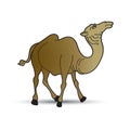 Brown color camel watching up Royalty Free Stock Photo