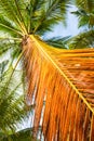 Brown color coconut dry leaf Royalty Free Stock Photo