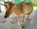 Brown color cow standing on black floor. Royalty Free Stock Photo