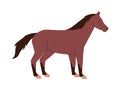 brown color horse mare or stallion wild nature mammal animal have tail and power fast run