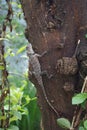 A brown color lizard on a tree.