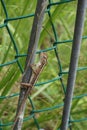 A brown color lizard trying to climb up a stick.