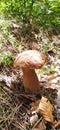 Brown color mushroom in forest photo