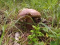 Brown color mushroom in forest photo