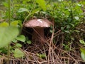 Brown color mushroom under grass