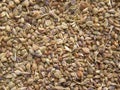 Brown color raw Carom seeds