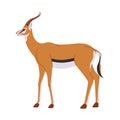 brown color springbok wild animal mammal herbivore fast run and head have horn