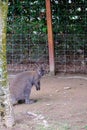 A brown color wallaby stands in a big farm