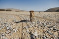 Brown color young small dog looking for food at empty land