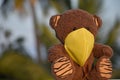 Brown colored bear wearing mask. Portrait about covid 19 awareness message.