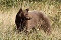 Brown-Colored Black Bear - Waterton Lakes, Albert