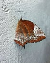 Brown coloured butterfly on the white wall Royalty Free Stock Photo