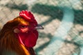 Brown-colored cock close-up in the poultry house Royalty Free Stock Photo