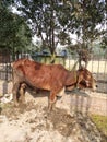 Brown colored cow taking sunbath