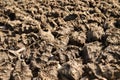 brown colored cow dung stock