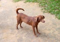 Brown colored dog - Indian Pariah Dog, Native Dog or Desi Dog - with curved tail standing with four legs on concrete floor