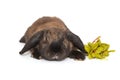 Brown-colored fold-eared rabbit and a green branch Royalty Free Stock Photo