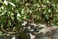 A brown colored Oriental garden lizard (Calotes versicolor) sitting on top of a granite rock surface in a sunny day Royalty Free Stock Photo