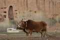 Brown-colored oxen standing in front of a rocky outcrop.