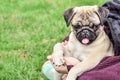 Brown colored pure breed  pug puppy in a public park, close up Royalty Free Stock Photo