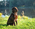 Brown-colored sits sideways to the camera on the shore of the lake in a green meadow. Looks into the distance.dog collar