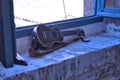 Brown colored ukulele with strap leaning against a brick window frame. Concept instruments, music, strings Royalty Free Stock Photo