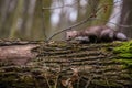 A brown colored white breasted marten, Martes foina Royalty Free Stock Photo