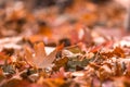 Brown colorful fall leaves in pile during Autumn. Sel Royalty Free Stock Photo