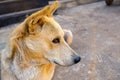 Brown colour Indian pet dog