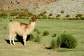 Brown colour llama on green meadow