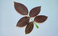 Brown colour rose leaf Royalty Free Stock Photo