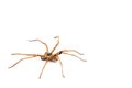 A brown colour spider is photographed close up Royalty Free Stock Photo