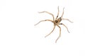 A brown colour spider is photographed close up Royalty Free Stock Photo