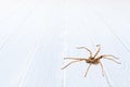 A brown colour spider is photographed close up, Royalty Free Stock Photo