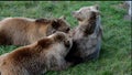 brown colour three bears are playing