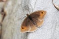 Meadow Brown butterfly on the greyness of a rock Royalty Free Stock Photo