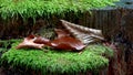 Brown coloured leaves and green moss