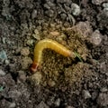 Brown coloured round worm in ground Royalty Free Stock Photo