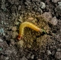 Brown coloured round worm in ground