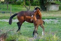 Brown colt eating near its mum. Young baby horse on a field. White spots