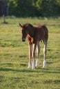 Brown colt or foal Royalty Free Stock Photo