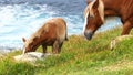 Brown colt and mare grazing by the sea coast Royalty Free Stock Photo