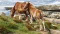 Brown colt and mare grazing by the sea coast. Royalty Free Stock Photo