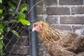 A brown Columbia Brahma hen.