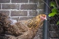 A brown Columbia Brahma hen. These chickens are bred in United States