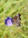 Polygonia c-album comma butterfly underside with white c mark Royalty Free Stock Photo