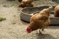 Brown common chicken feeding Royalty Free Stock Photo