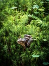 Brown common frog between moss and clovers sitting Royalty Free Stock Photo