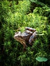 Brown common frog between moss and clovers sitting Royalty Free Stock Photo